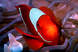 Amphiprion rubacinctus